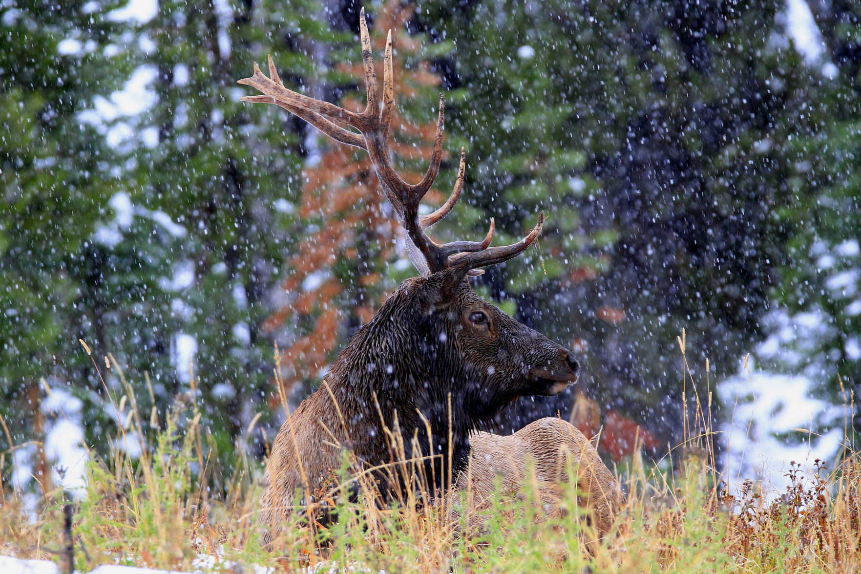 High Country Chroniques